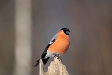 eurasian bullfinch on a branch