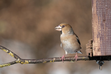 Coccothraustes on a branch