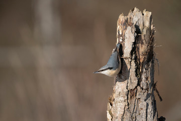 Eurasian nuthatch on a tree