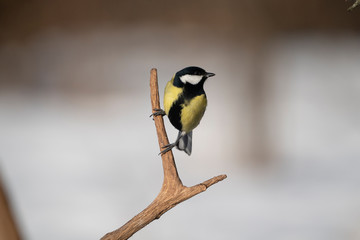 great tit on a branch