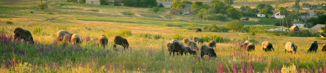 sheep graze in a field with flowers at sunset
