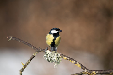 great tit on a branch