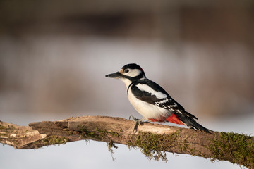 great spotted woodpecker on a bransh