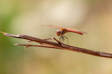 Heidelibelle