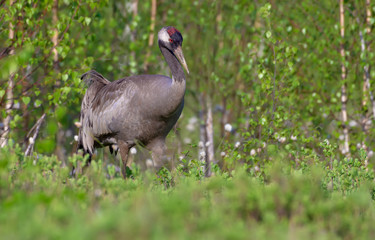 Common Crane walks in search for food in green grass of wet marsh