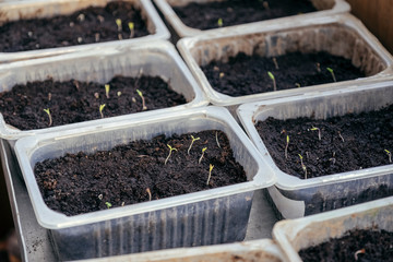 Trays of tiny seedlings sprouting from soil