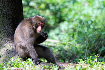Affe lehnt gemütlich am Baum