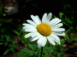 Obraz premium Snow-white Daisy in the garden.