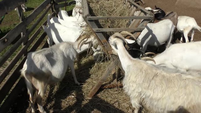 Goats Eating Feed On A Farm On A Sunny Summer Day