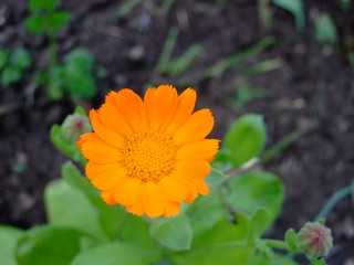 yellow flower in the garden