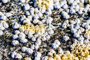 Sea mollusks Semibalanus balanoides on the littoral of the White Sea at low tide. View of the limestone houses of crustaceans from above.