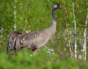 Close shot of Common Crane posing at green bog breeding habitat