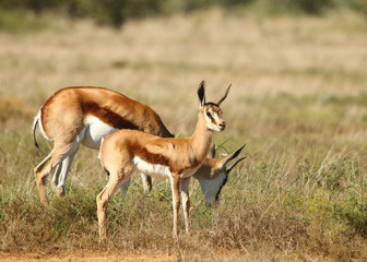 Naklejka na ściany i meble Springbok lamb with its mother that is grazing grass.