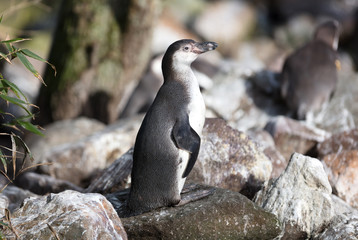 Pinguin in captivity