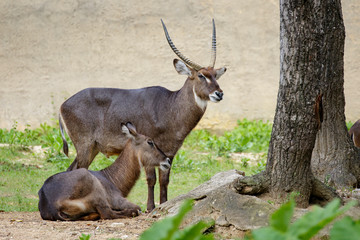 Image of Common Waterbuck (Kobus ellipsiprymnus) on the grass. Wildlife Animals.
