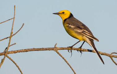 Male Citrine wagtail perched on tiny twig over clear sky
