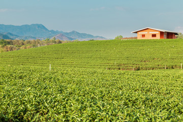 Fototapeta na wymiar Landscape nature background green tea,Tea plantations in northern Thailand