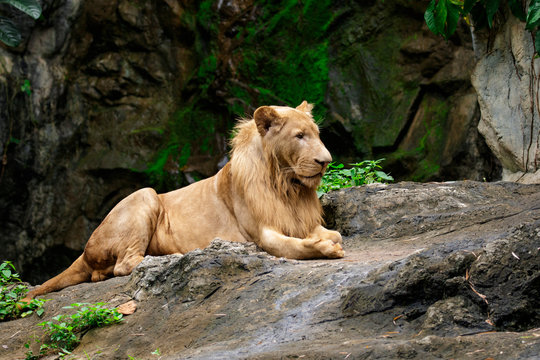 Image of a male lion relax on the rocks. Wildlife Animals.