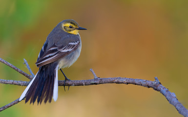 Elegant female Citrine wagtail posing with spreaded fan tail and feathers