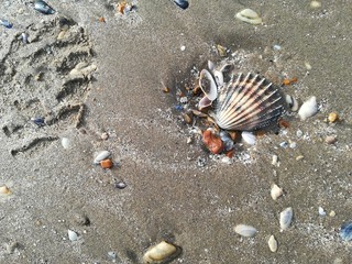 WINTER BEACH