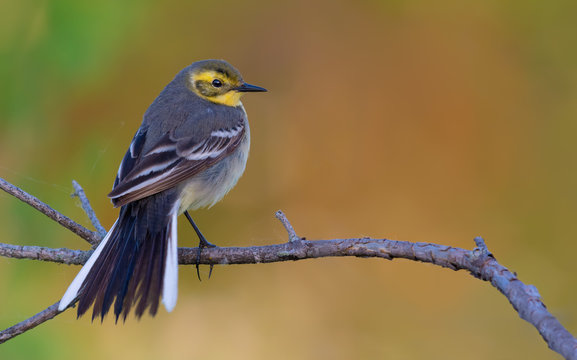 Elegant female Citrine wagtail posing with spreaded fan tail and feathers
