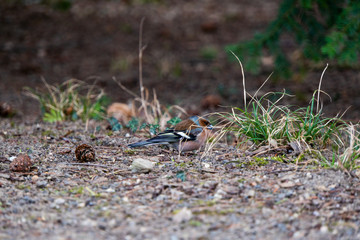Vogel am Boden sucht nach Essen