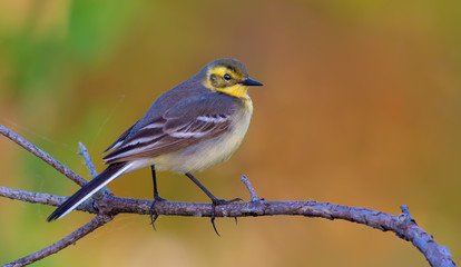Lovely Female Citrine wagtail posing on branch with nice clean background