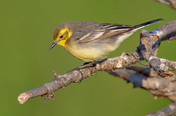 Sunny Female Citrine wagtail in breeding season walks on small branch with green clean background