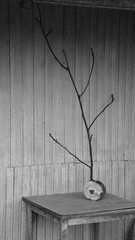 serce drzewo © Magorzata