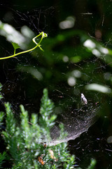 Spider and its web with prey