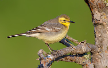 Fototapeta premium Female Citrine wagtail in spring plumage perched on small branch with green background