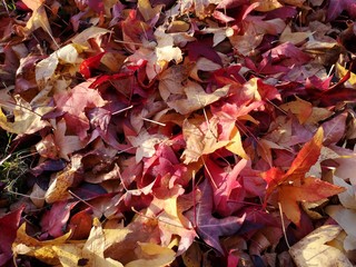 AUTUMN SCENE