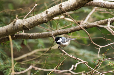 coal tit (Periparus ater) in nature. Forest and bird. Coal Tit. Geen natura background. Coal Tit on Fall background, Periparus ater