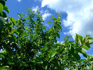 Thickets of trees and bushes. Summer landscape.