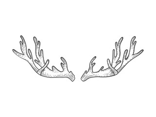 Obraz premium Deer horns sketch engraving vector illustration. Scratch board style imitation. Black and white hand drawn image.