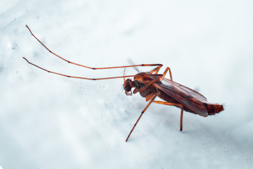 insect in macro zoom photography