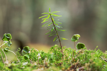 annual young fir trees grow in moss, close-up macro. annual fir trees (Abies alba) in nature. Abies alba sprouts in nature among moss. 