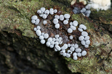 Slime mold, Badhamia panicea