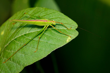 Image of green grasshopper (Small Green Leaf Katydid.,Orthelimaea leeuwenii) on green leaves. Insect. Animal