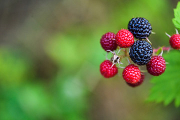blackberry in a garden on green background