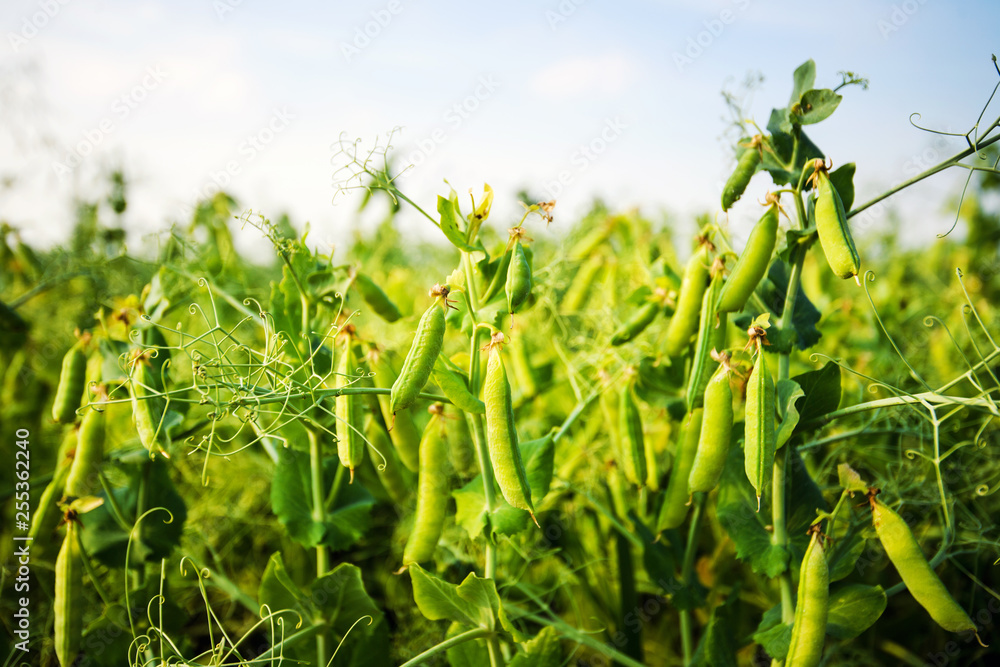 Wall mural green pea field farm in bright day with blue sky