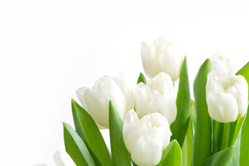 Fototapeta premium Bukiet białych tulipanów na białym tle. Kwiatowy wzór. Miejsce na tekst.