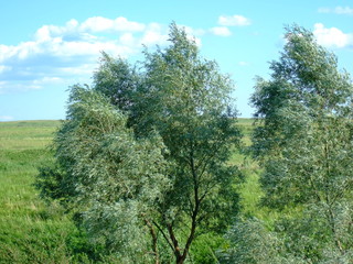 Thickets of trees and bushes. Summer landscape.