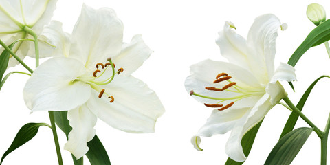 Blooming White Lily Flowers Isolated on White Background