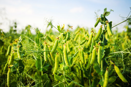 Green Pea Field Farm In Bright Day With Blue Sky