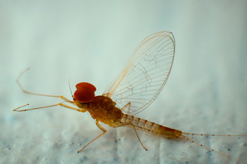 Dragonfly isolated in white Background