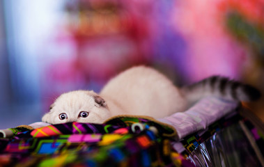 Cute little white kitten