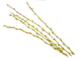 Spring branches Catkins Willow isolated on white background. Bunch of Pussy-willow on a white background. new buds of the pussy willow tree 