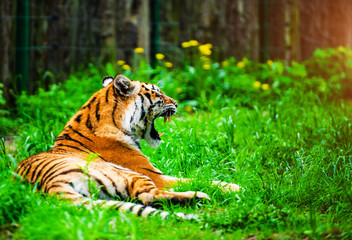 Beautiful amur tiger portrait