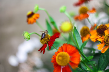 bee on a red flower